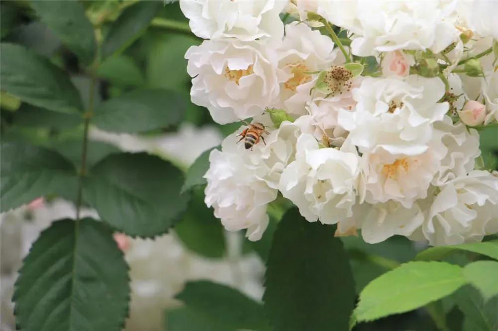 送花给女朋友的花语,给女孩子送花需要说花语吗