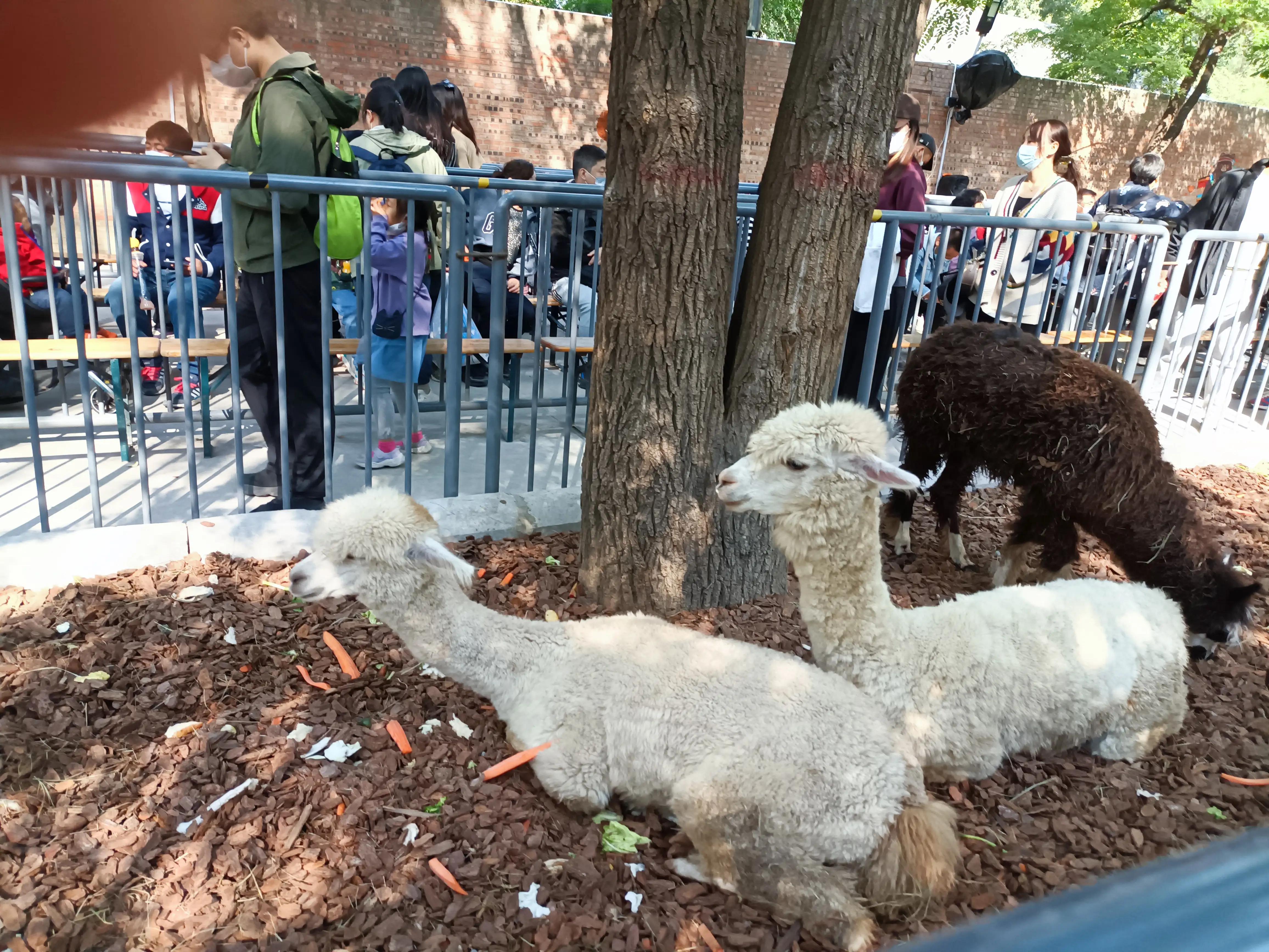 北京动物园和北京野生动物园区别,北京野生动物园狗妈妈和老虎狮子