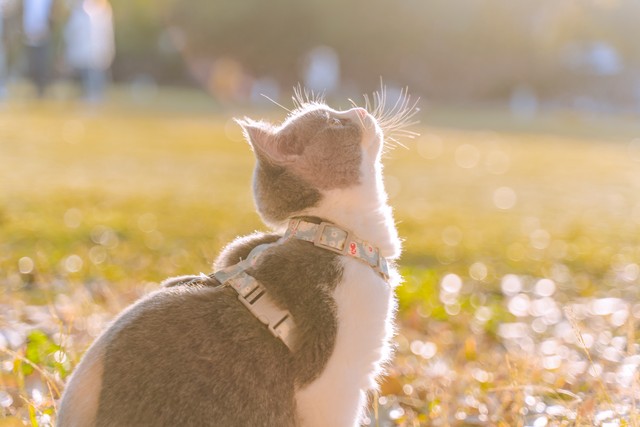 猫咪视力的特点,猫咪的视力多久变得正常