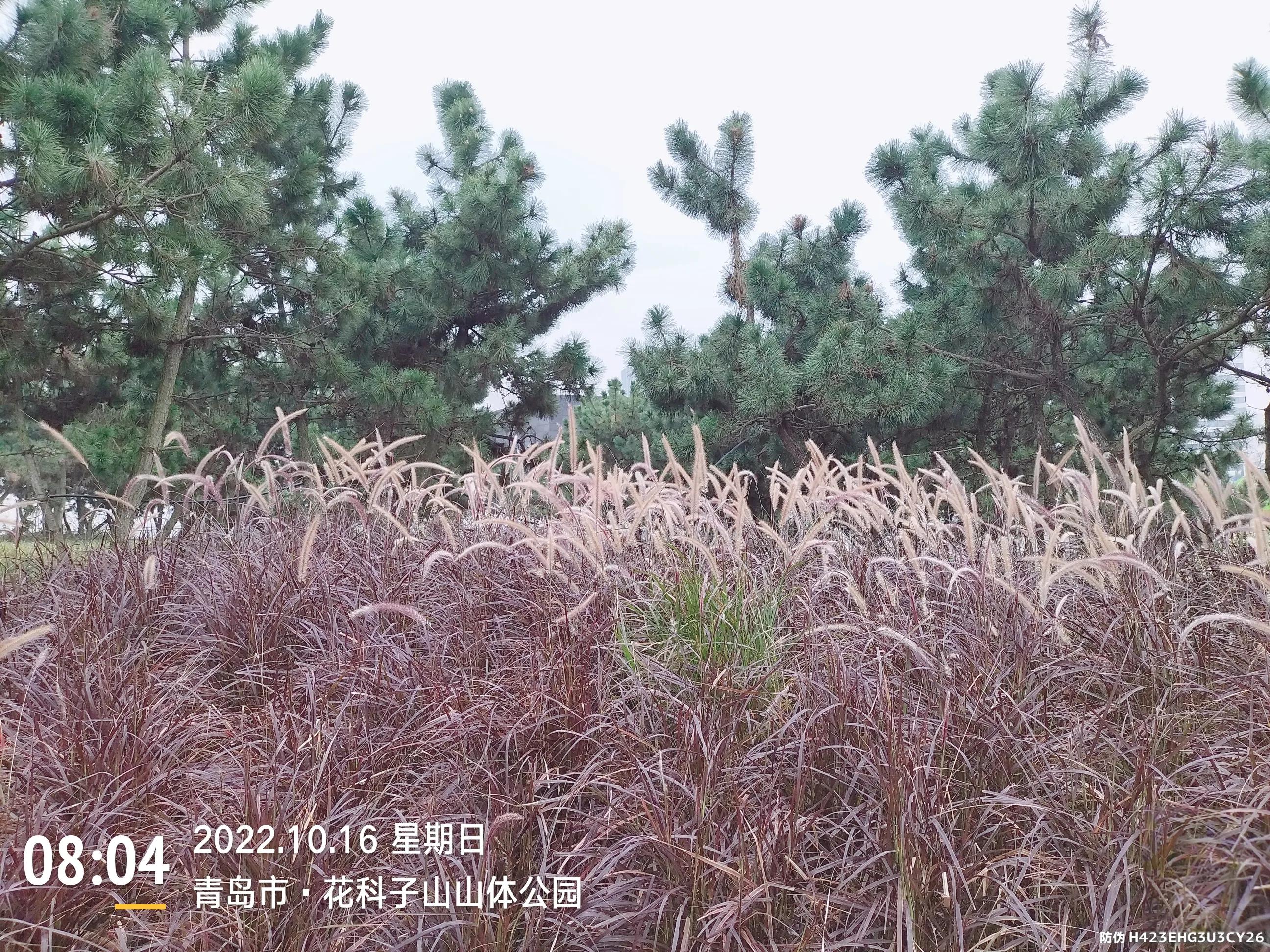 青岛西海岸赏花攻略,青岛海滨风景区一日游攻略
