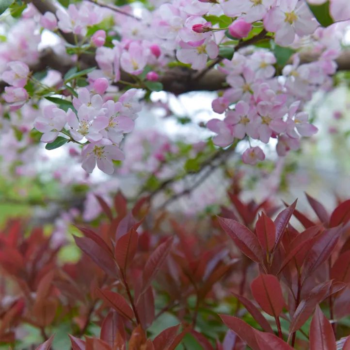 如诗如画的美景歌曲,如诗如画的曲子