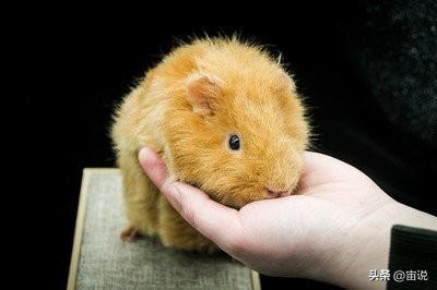 豚鼠的养殖前景,豚鼠的生活习性和生存环境