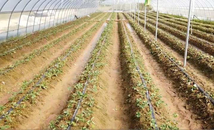 草莓生长不好怎么办,草莓总长叶不结果