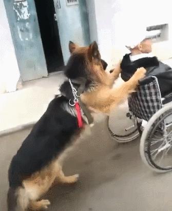 农村最适合看家护院的土狗,什么狗镇宅又好养