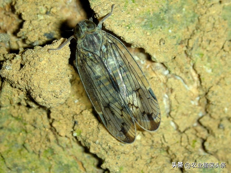 昆虫和害虫种类,昆虫和害虫的分类