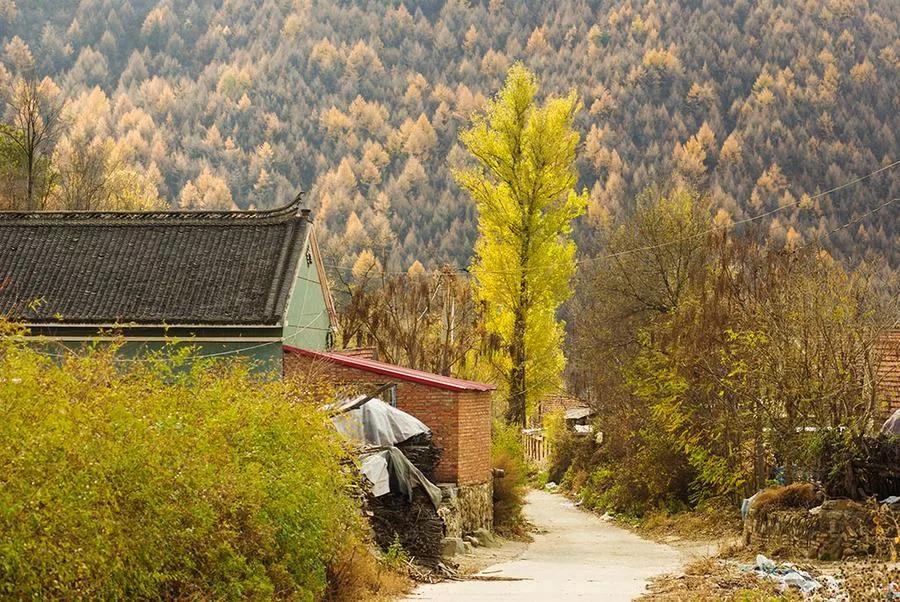 头条挑战赛：对《七律·秋叶即景（平水韵/六麻）》的注引解释