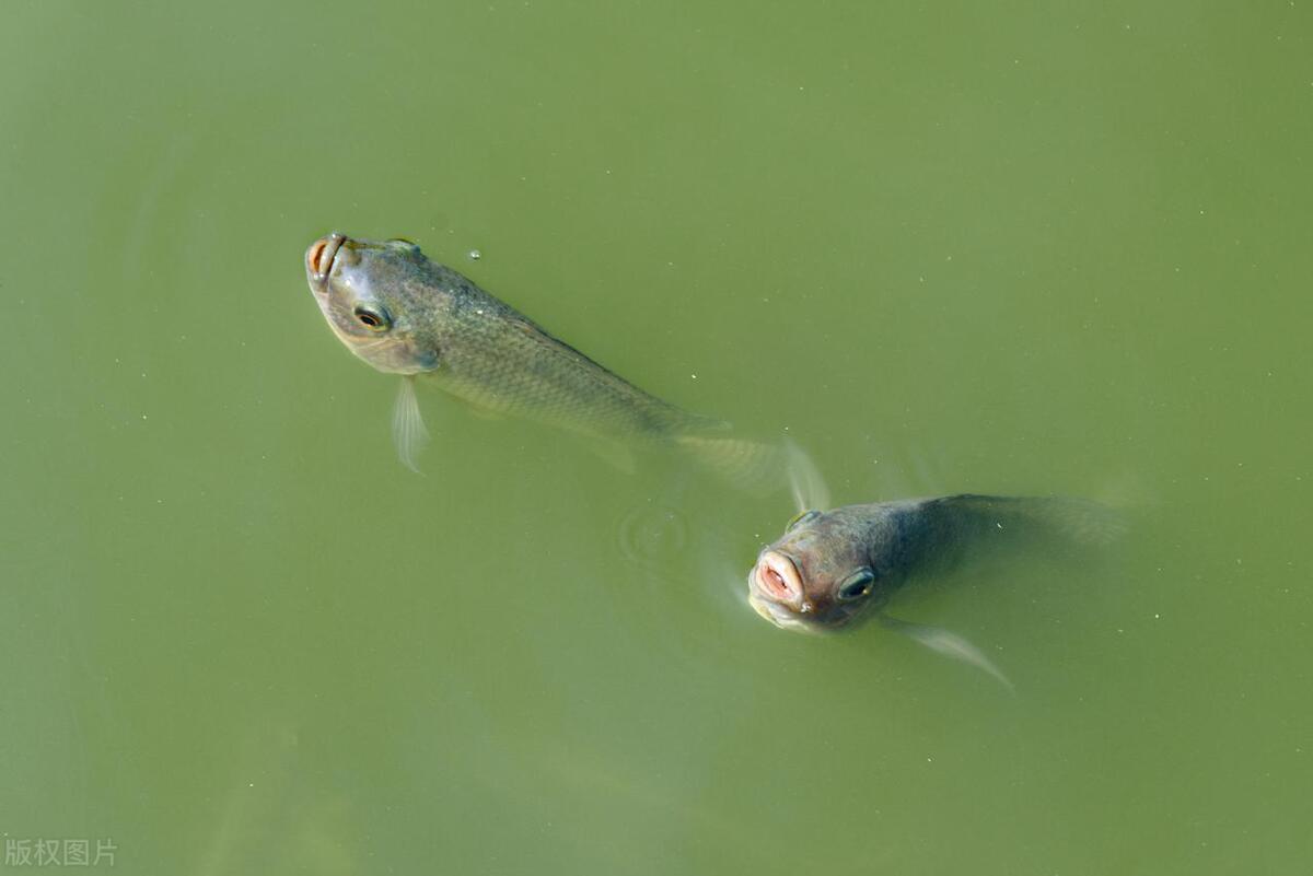 长江鱼类数量增多,长江鱼类目前现状