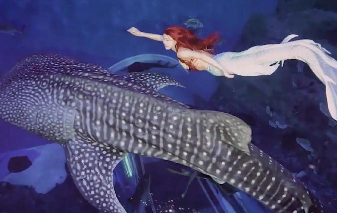 广西渔民误捕棘皮海星,广西渔民误捕鲛人图案