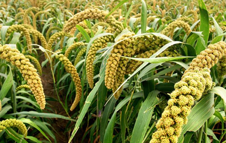 五谷杂粮食物图片大全大图,五谷杂粮图片大全大图真实