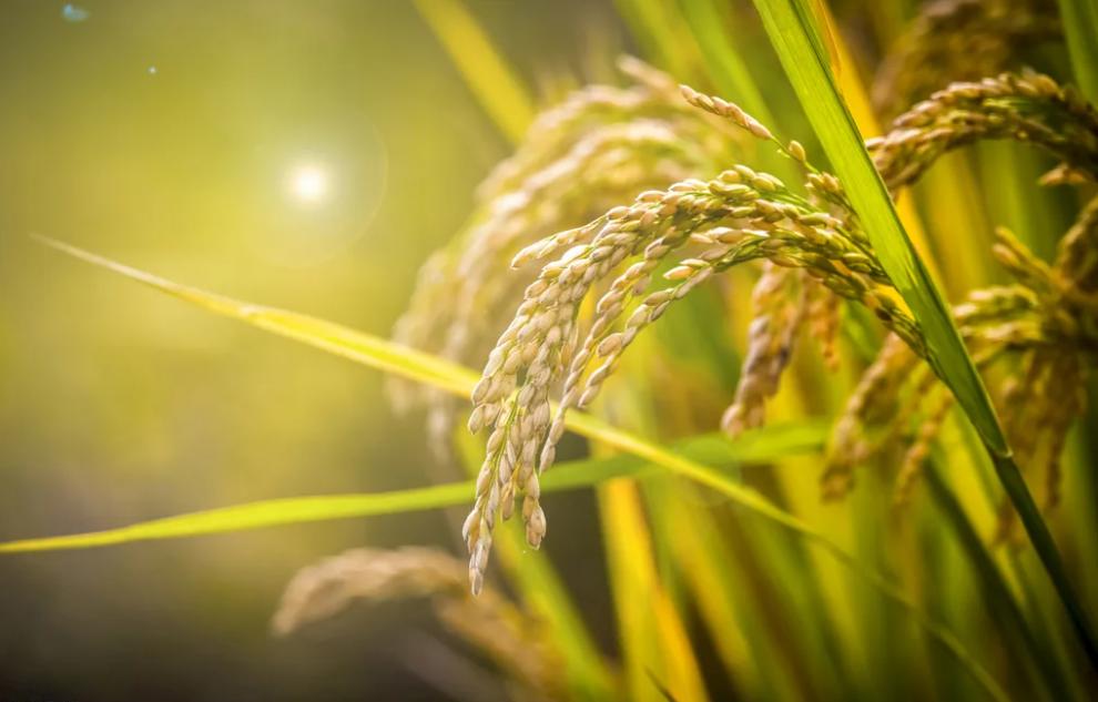 米制酒能重振江湖吗？