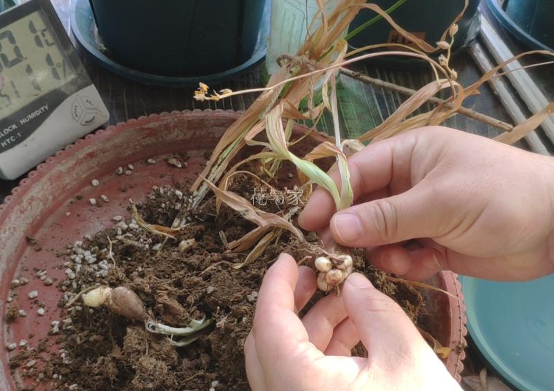 高温天气种植物会死吗,为什么天气热种花不能活