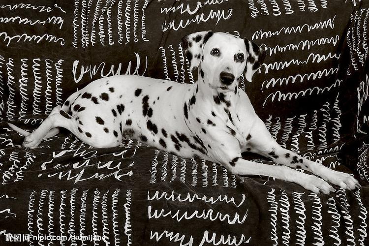 斑点狗为什么现在很少见,斑点狗这么可爱为什么很少人养