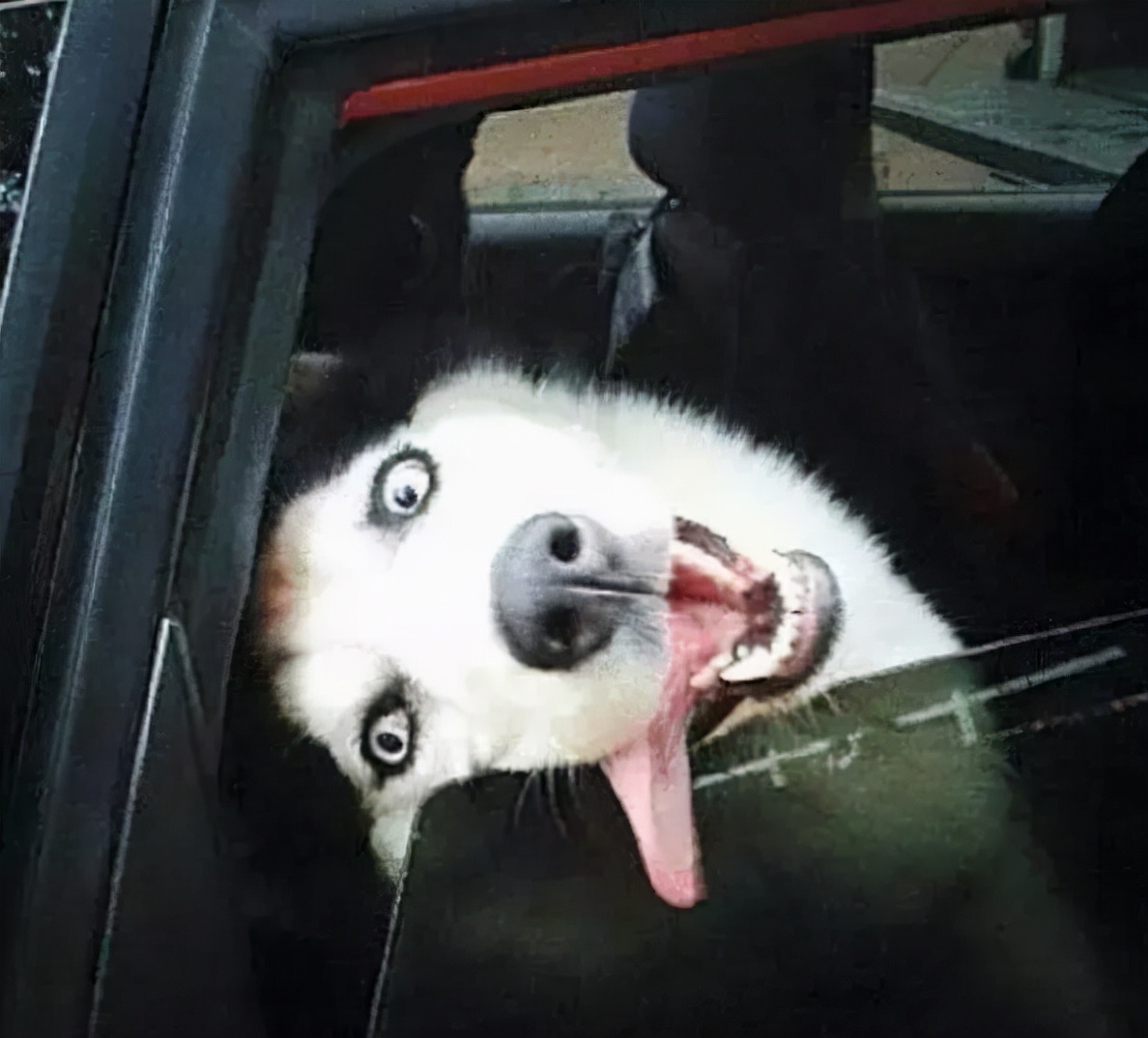 土狗和哈士奇哪个聪明,哈士奇泥石流里打滚