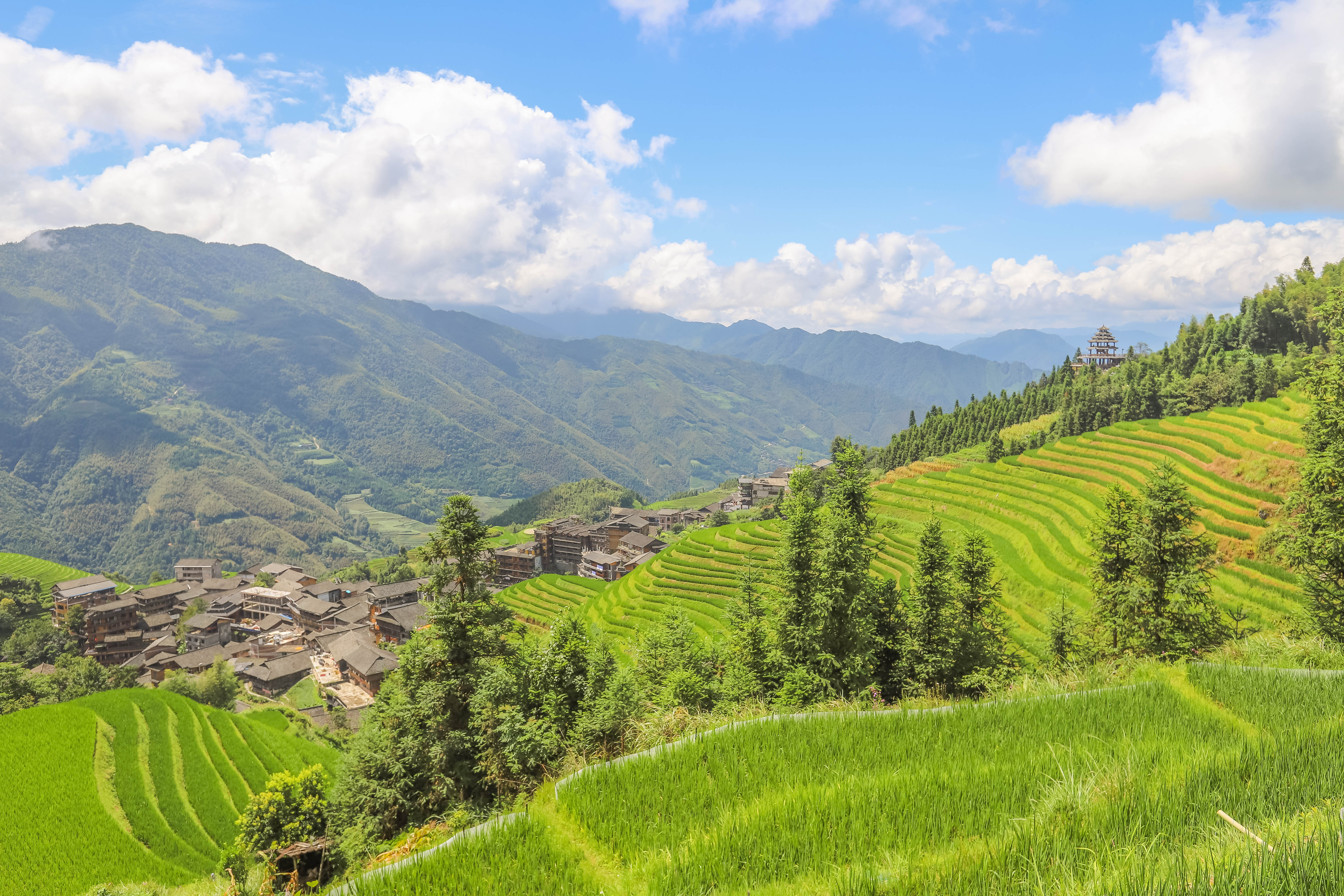 龙脊水稻梯田图片,龙脊水稻