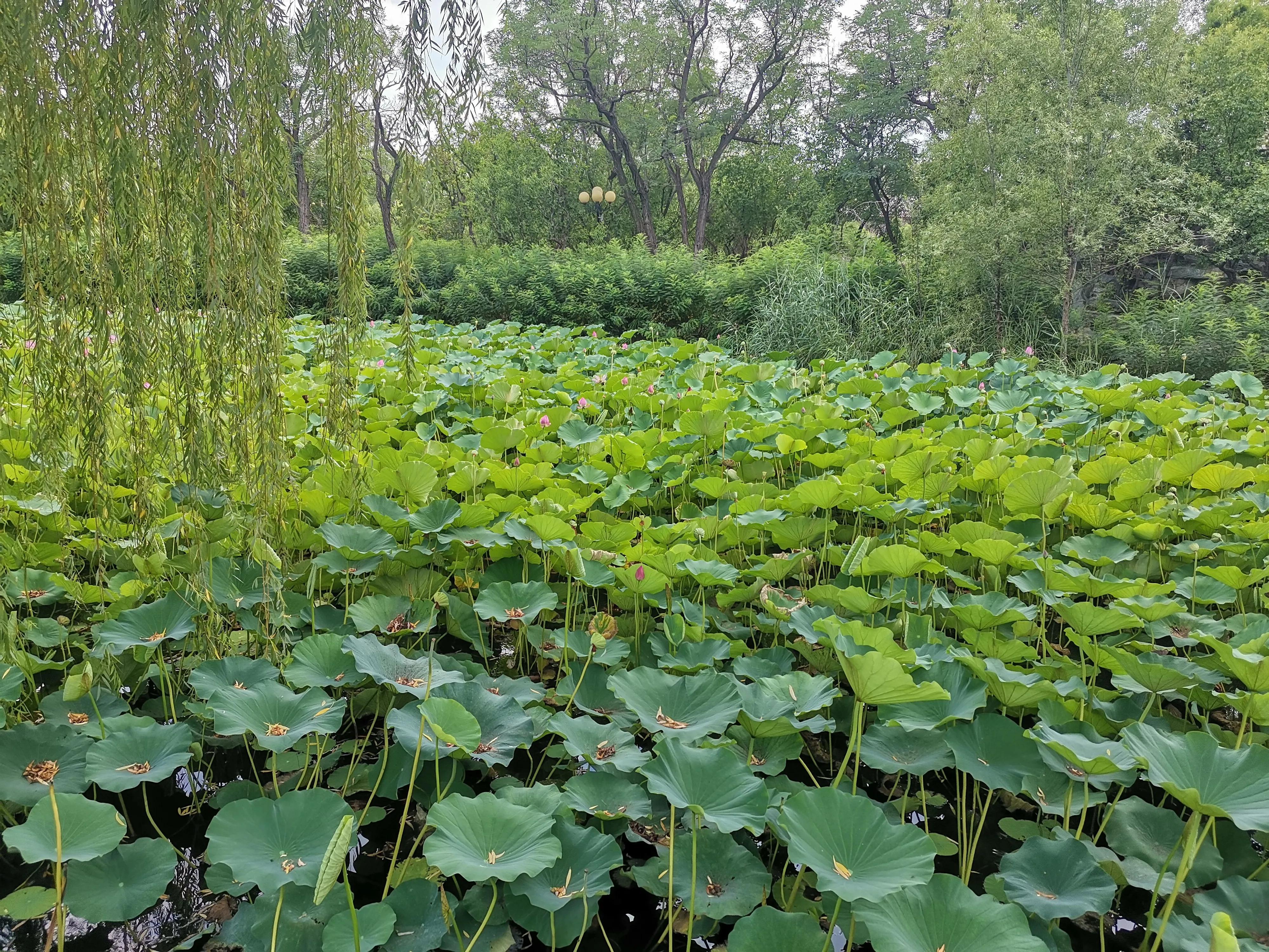 天津水上公园赏荷花看睡莲,天津水上公园荷花几月开花