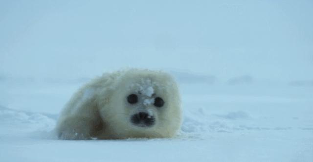 带你真切看人间的宝藏纪录片top10,十一长假适合带孩子看的纪录片