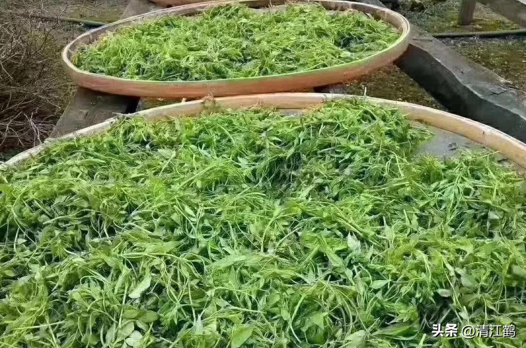 扦插藤茶苗生根的方法,藤茶扦插后不发芽怎么处理