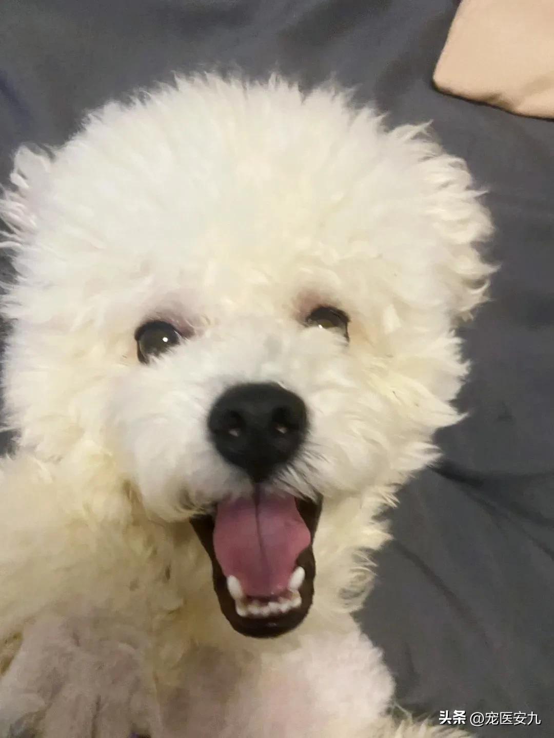 狗得了癫痫很严重能活多久,狗癫痫后走路转圈能恢复好吗