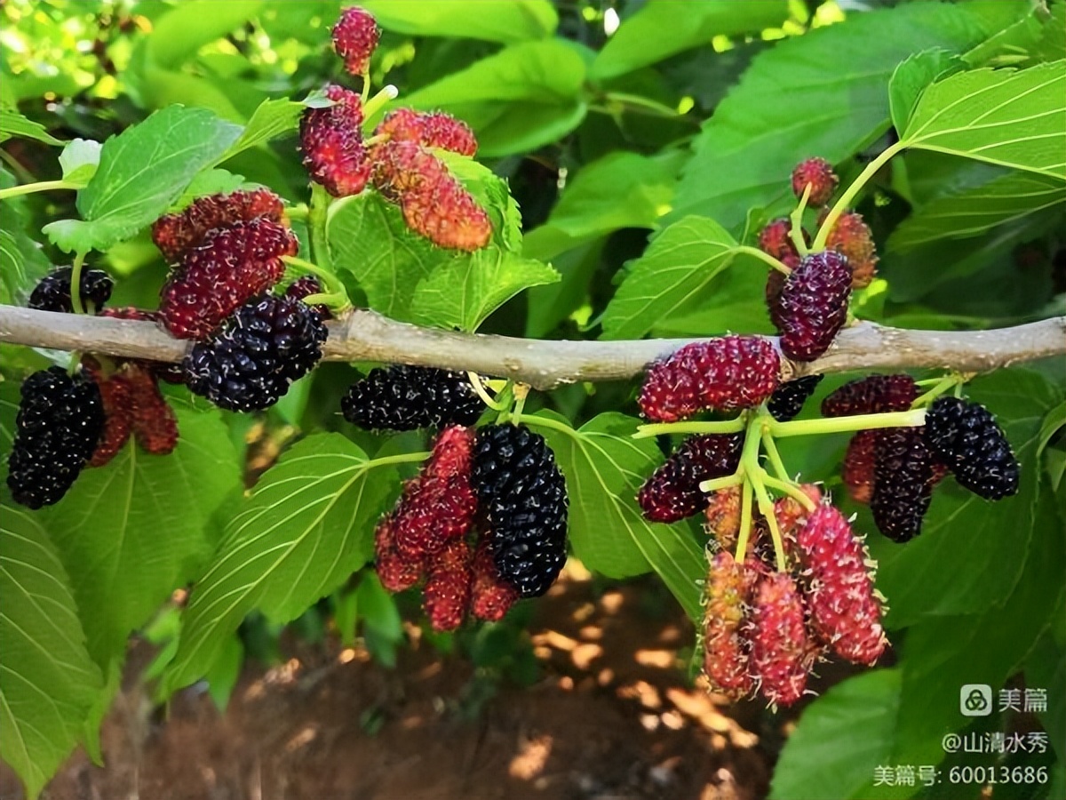 门外那棵野桑树——诚品上院小区（作者：李超）