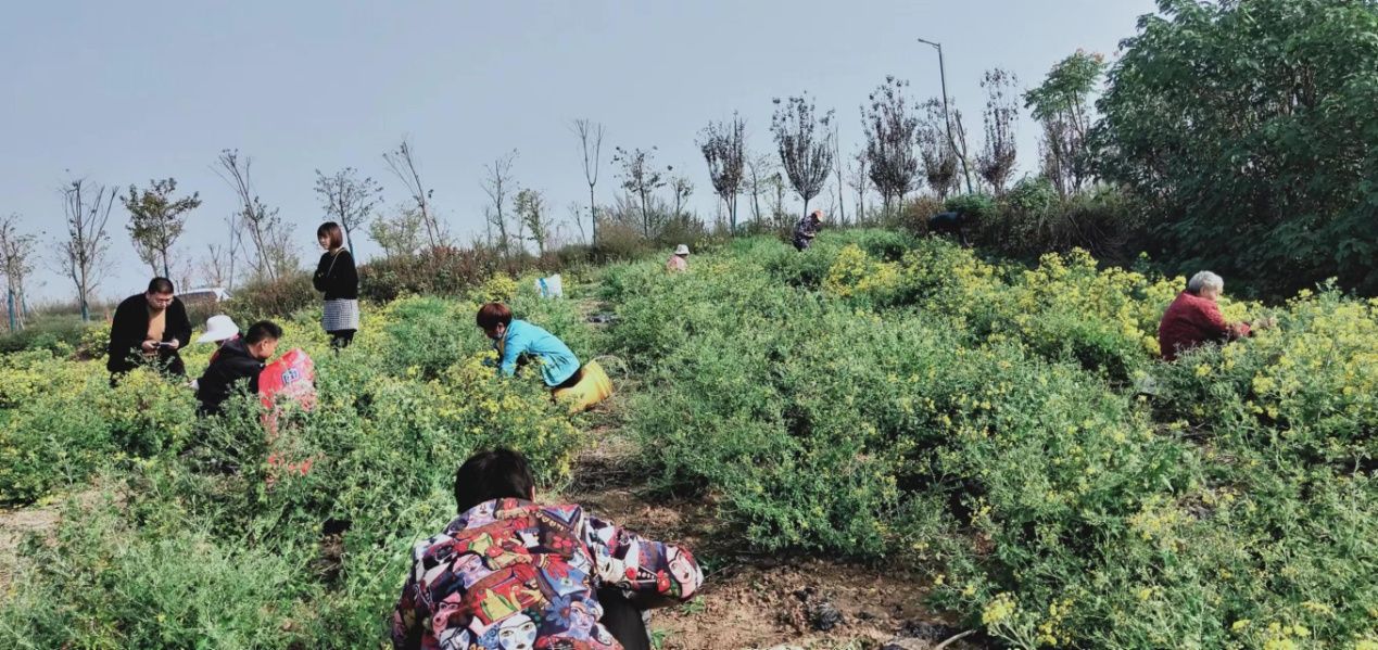 小小野菊花变身“致富花”