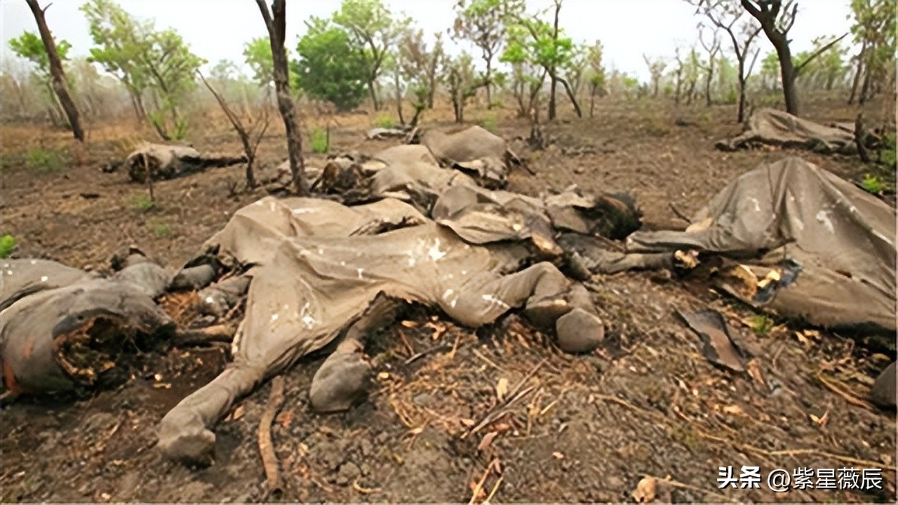 上古时期最厉害的龙是什么龙,上古神兽龙中最强的龙是什么龙