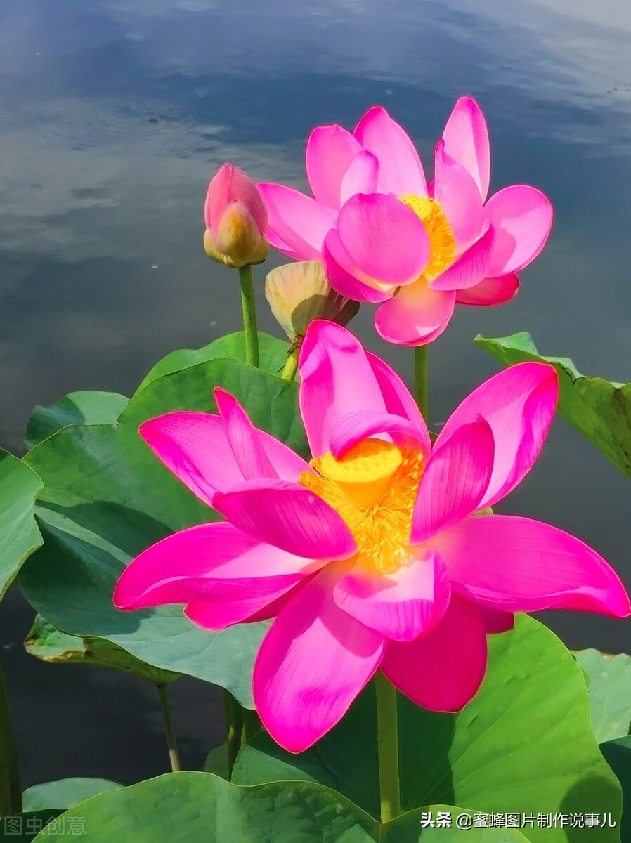 出淤泥而不染濯清涟而不妖深意,出淤泥而不染濯清涟而不妖相似词