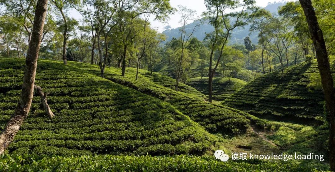 英国人喝茶方式,英国人喝茶的礼仪史