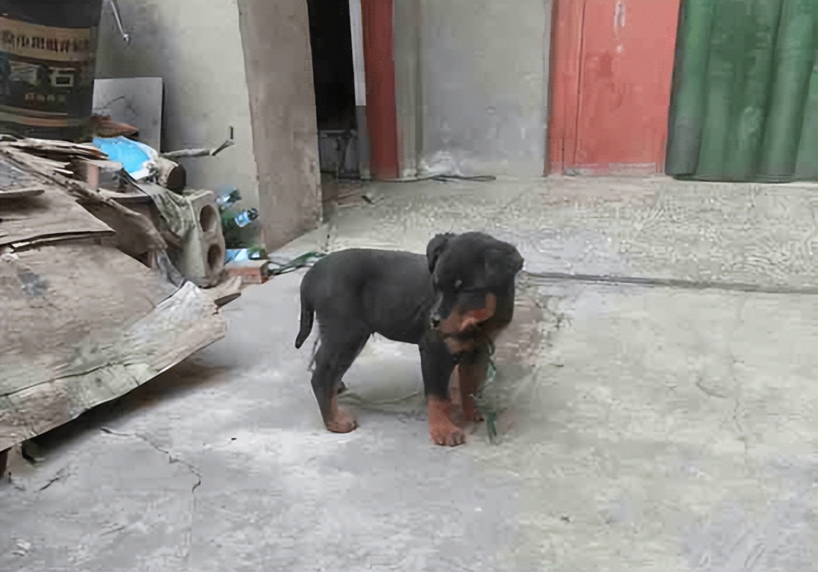 小狗狗为什么总是跟着别人跑,为什么小狗从外面回家就开始狂跑