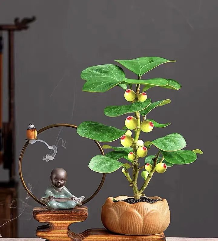 富贵花的摆放位置图片,客厅里面养什么花不需要见阳光