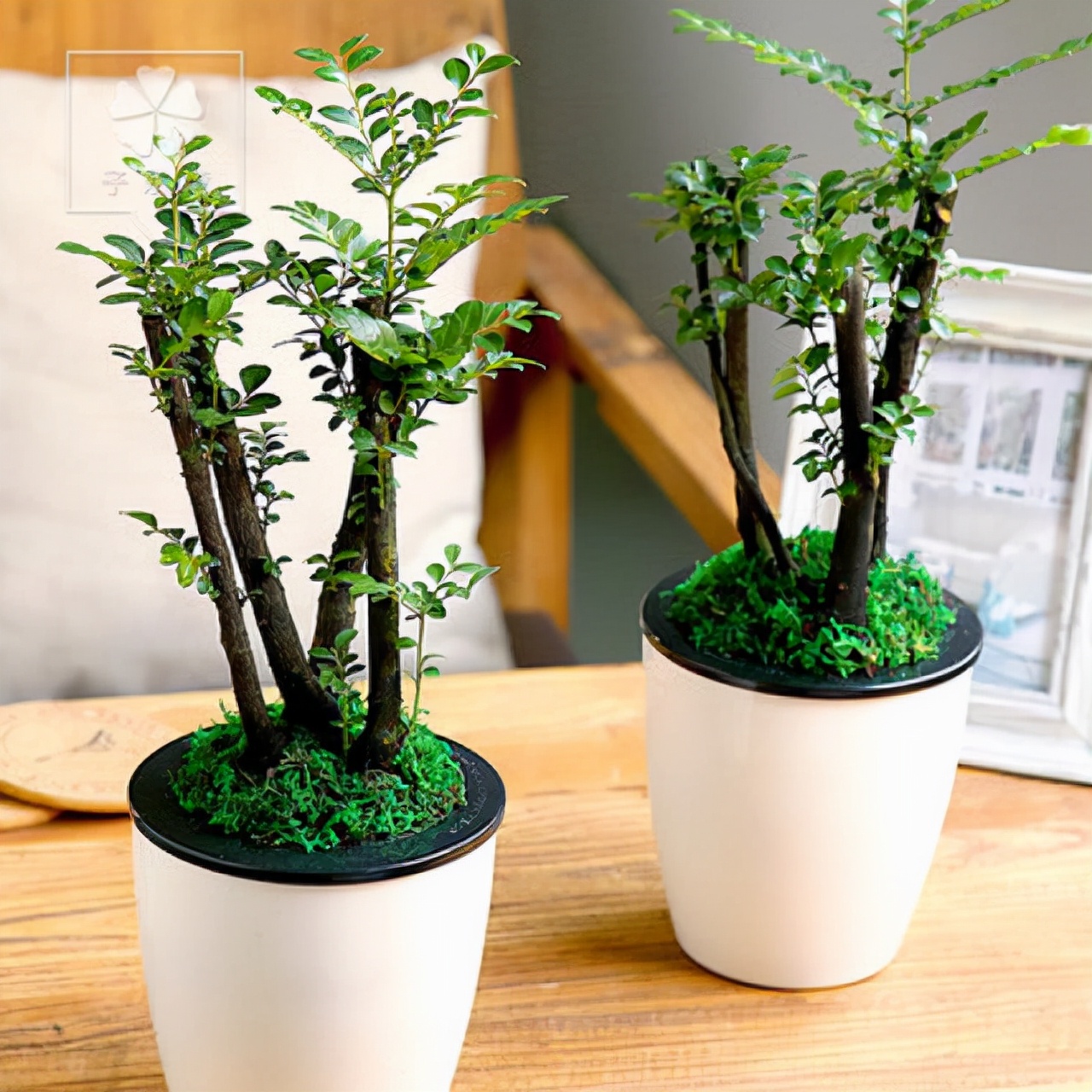 大型小叶紫檀盆栽摆客厅好吗,小叶紫檀盆景放客厅好吗