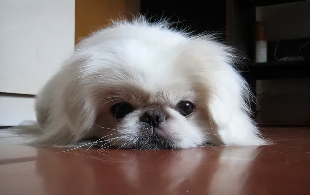 养狗新手最适合养的是什么狗呢,养狗千万别养这几种狗