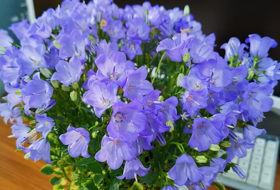 丹麦风铃怎么养出状态,丹麦风铃的养护方法