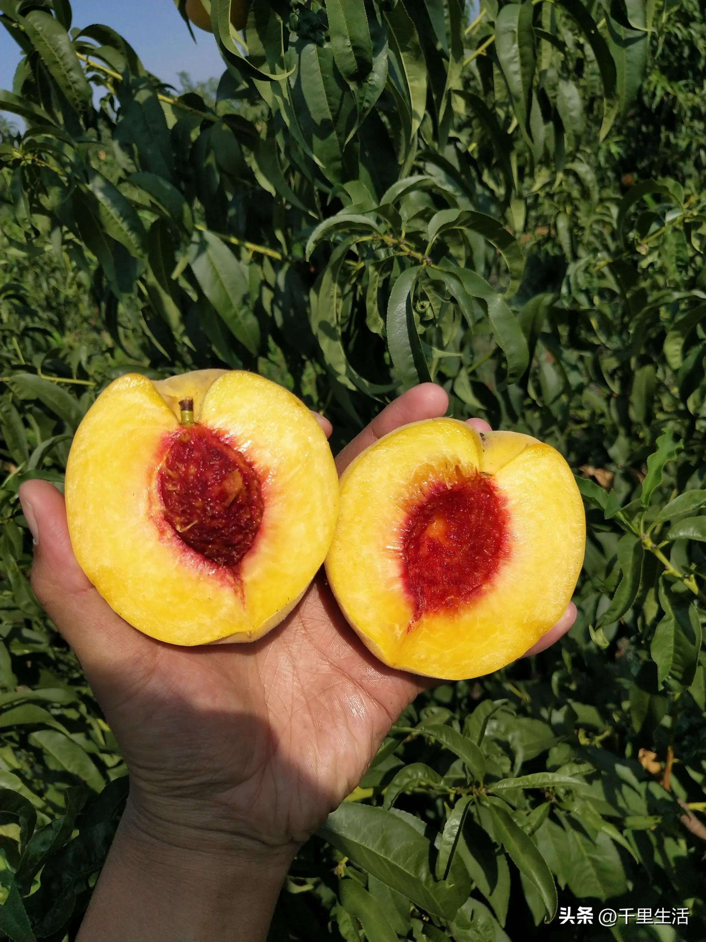 黄桃中的爱马仕,山东蒙阴锦绣黄桃4.5斤包邮