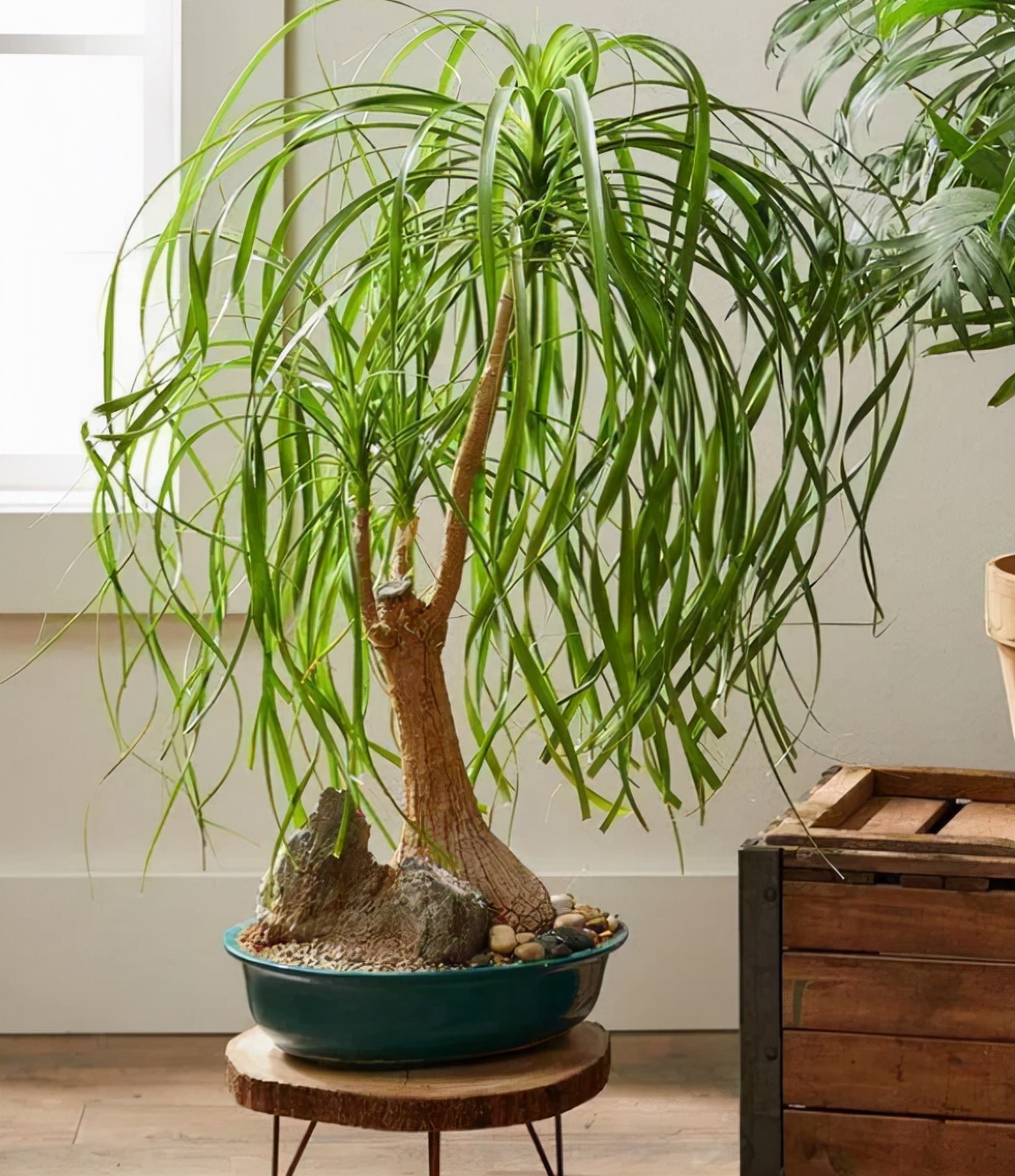 十种净化空气的绿化树,四季好养的吉祥树