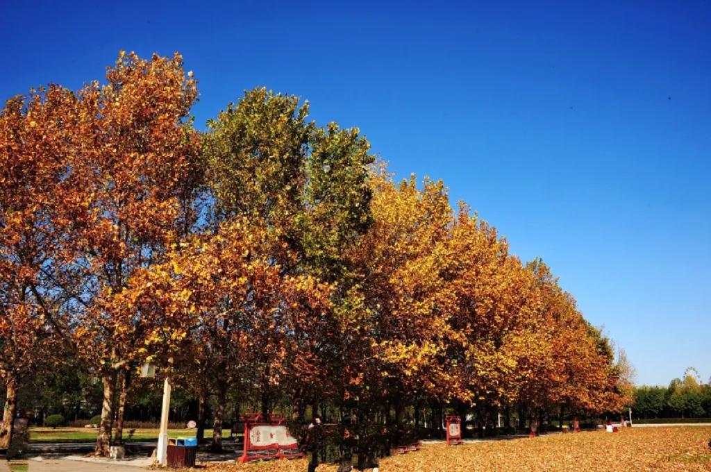 怀念秋天里的悬玲木