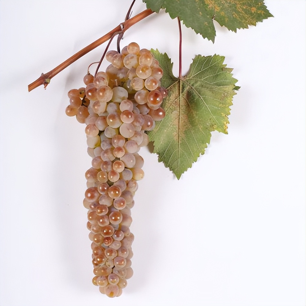 探秘古代酿酒工艺与酒具文化,探秘纯粮酿造酒