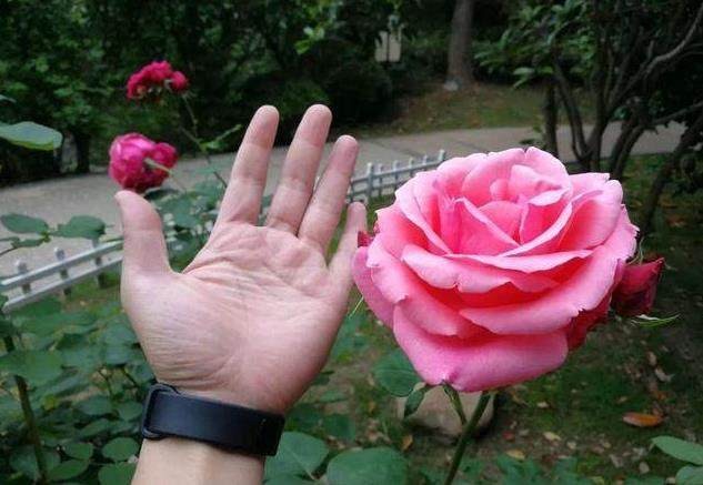 巴掌大月季,月季埋土里可以长出新的月季