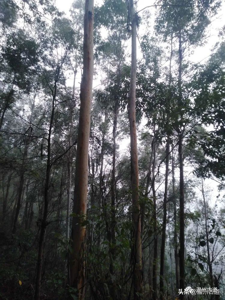 温州网红盘山公路,温州十大徒步爬山路线