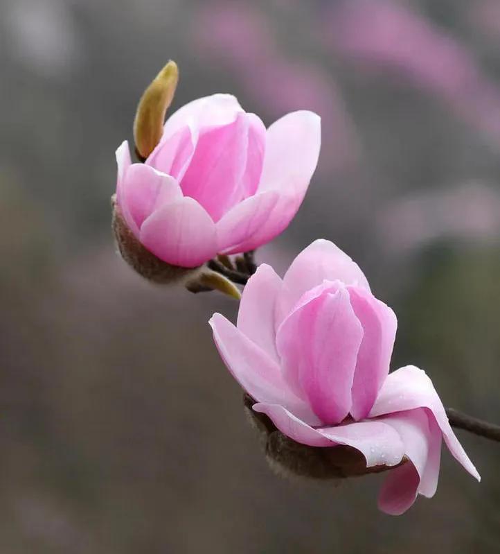 小众却又惊艳的诗词,关于百花的诗词