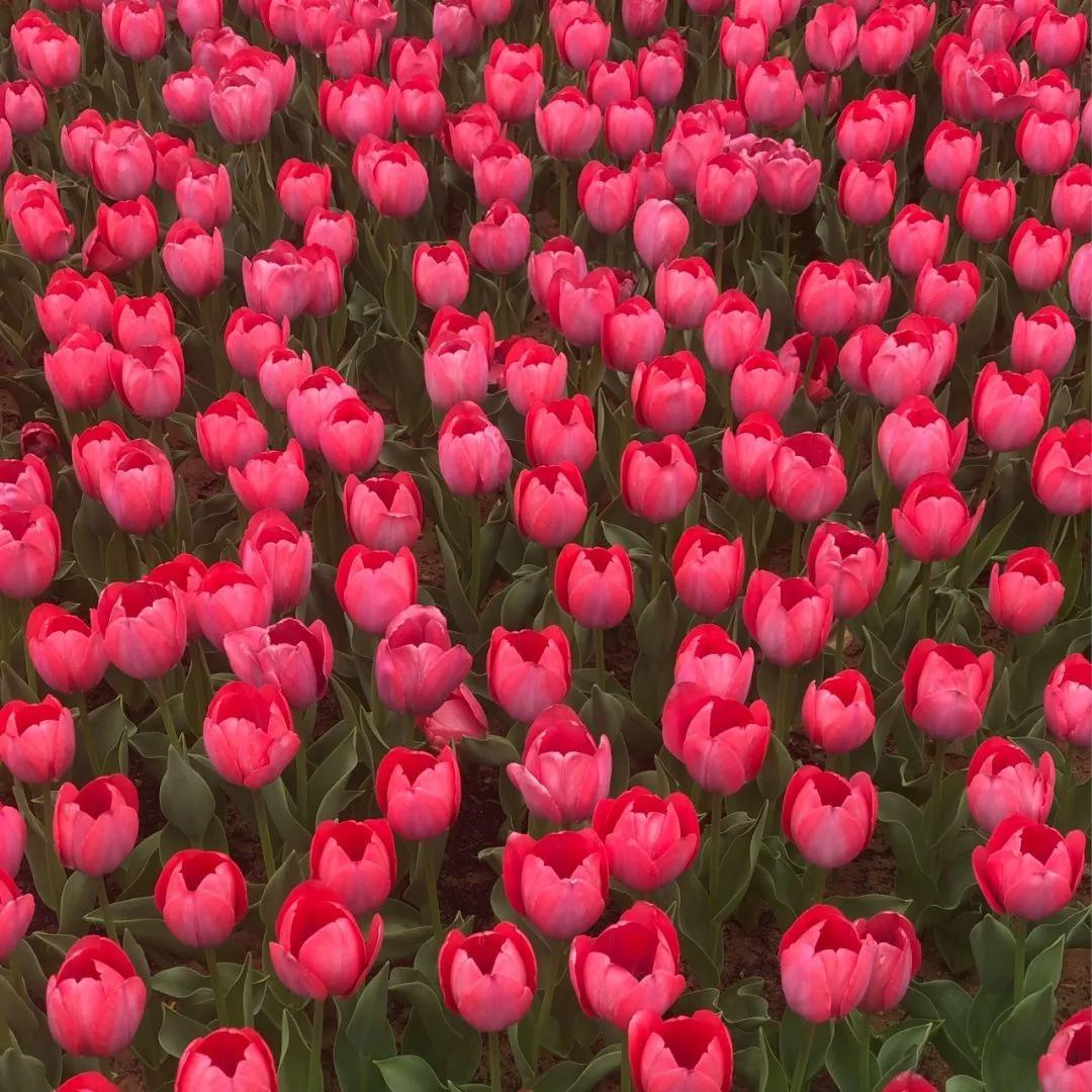 哪些玫瑰花适合送最爱的人,世上不止玫瑰花代表爱