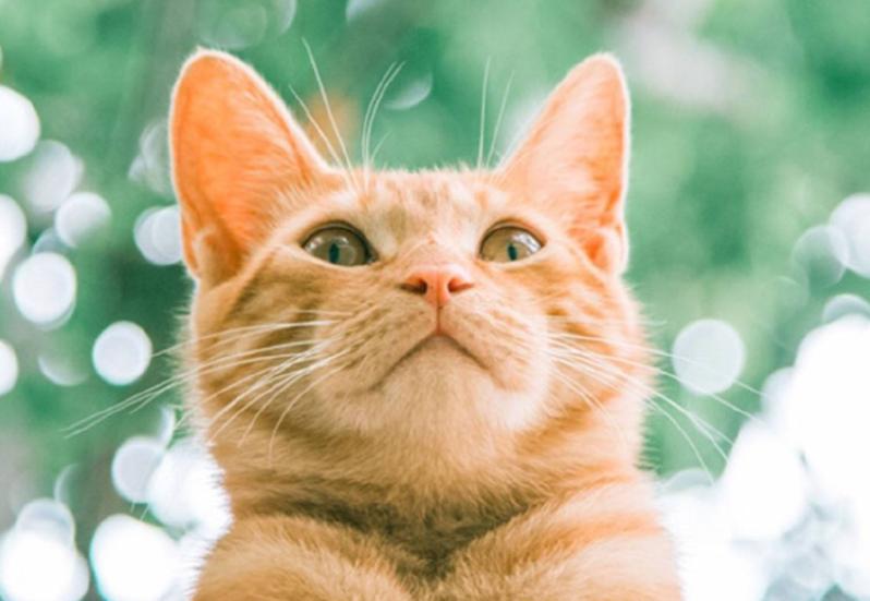 猫咪腿可以着地但是一瘸一拐,猫咪一瘸一拐无精打采