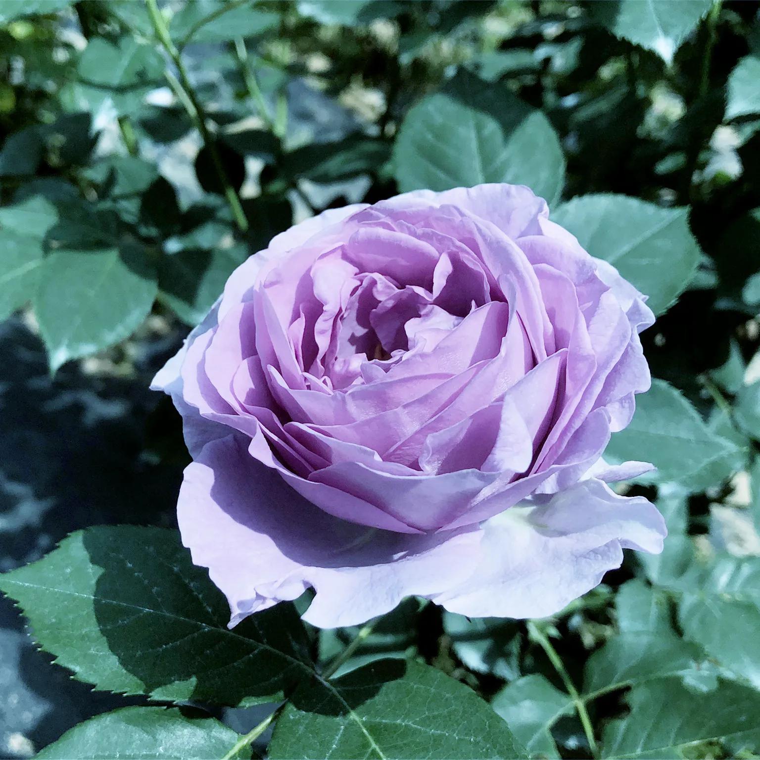 月季美图100张,妩媚动人的月季花图片