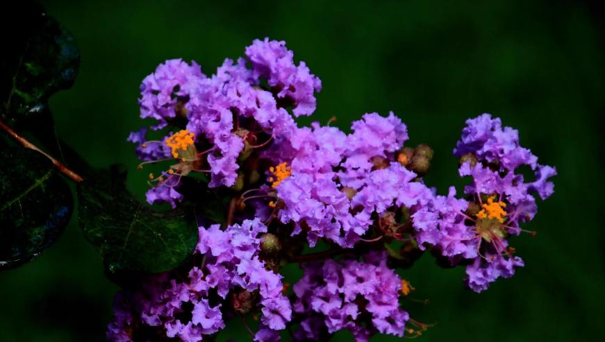 一树紫薇花,一树一树的紫薇花开