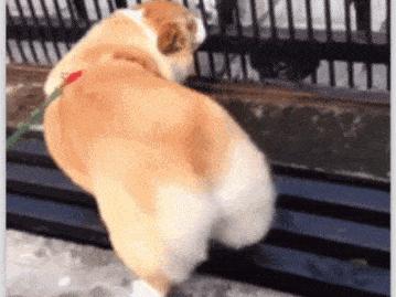 隔壁邻居偷了我家的狗,隔壁邻居偷我家狗