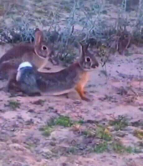 抖音又出了一款新的app,抖音新出的app叫什么