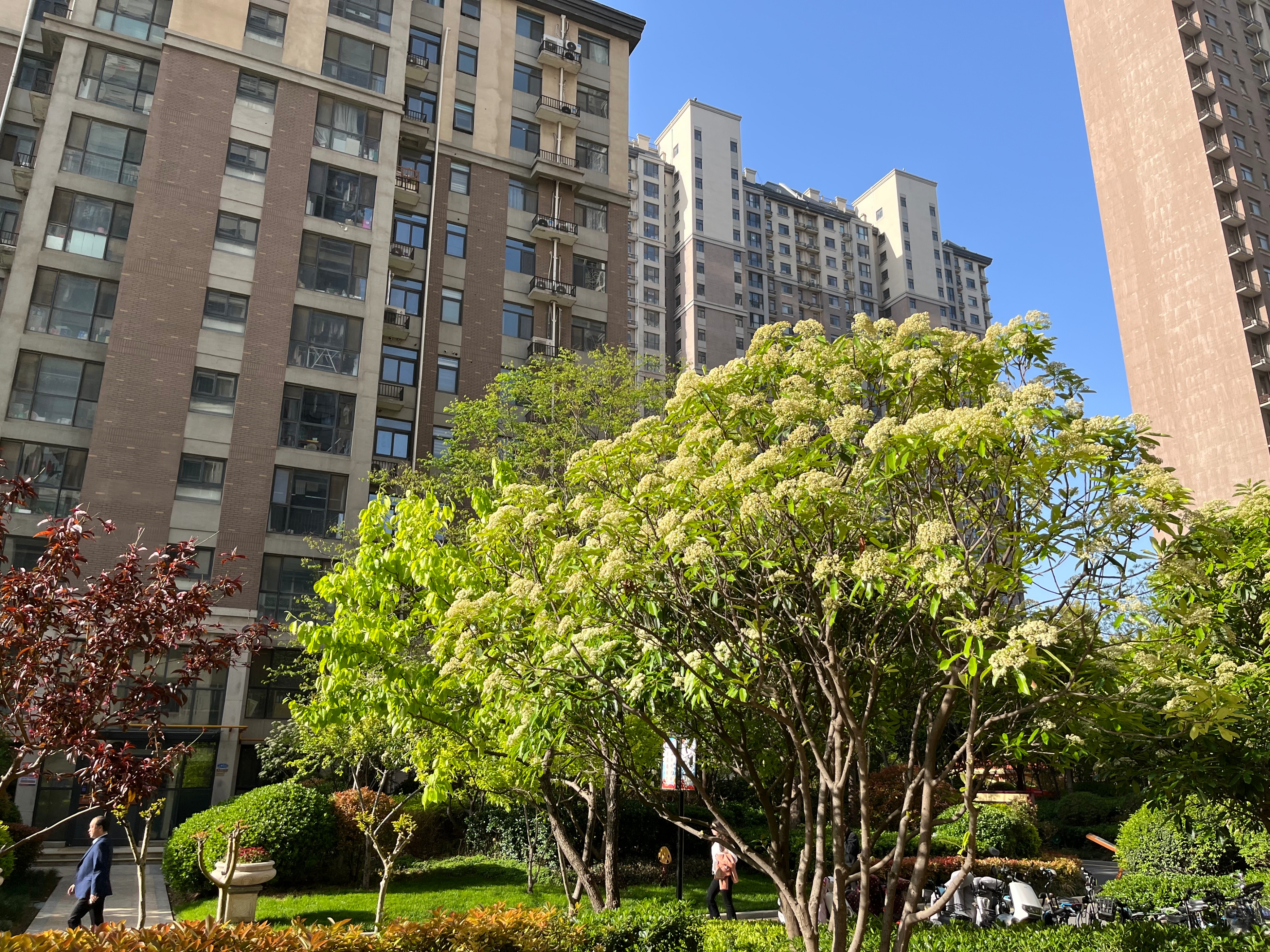 石楠那么臭为什么还要种,石楠味道很难闻