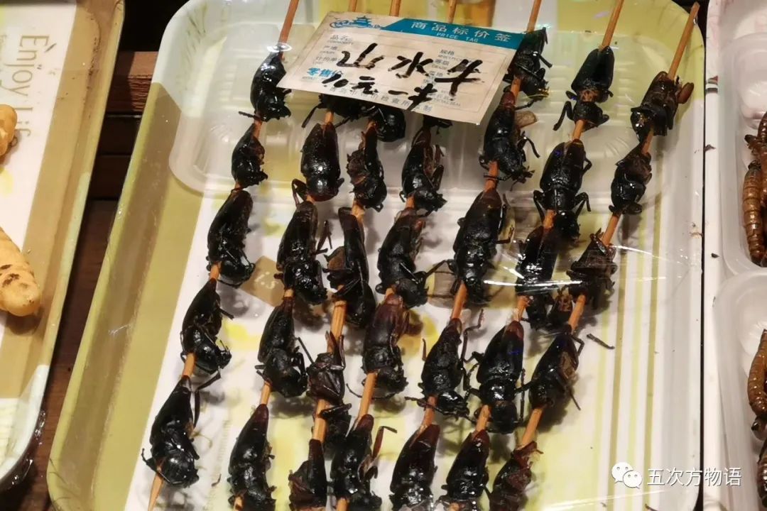 中国天牛图鉴,天牛全程图鉴