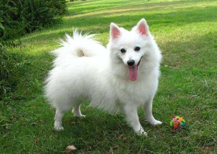 养狗首选这几种忠诚又好养,新手养狗建议养这几种好养又省事