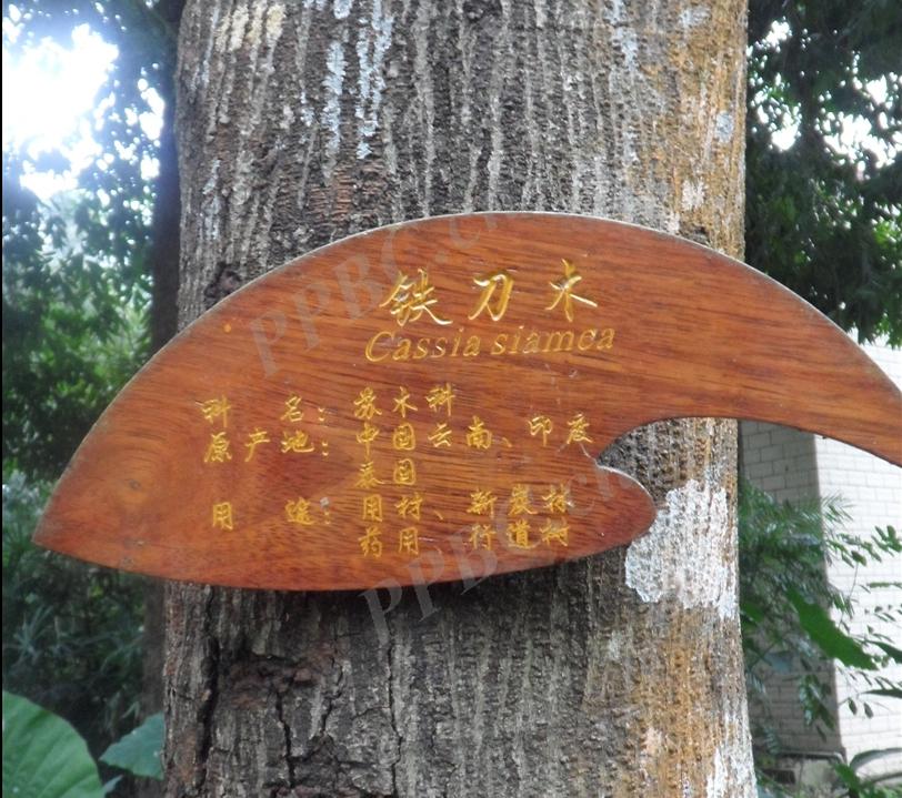 铁刀木和松木哪个好,铁力木和铁刀木哪个更好