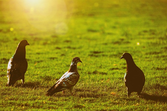 论语学而篇有多少个成语,论语述而篇原文及翻译